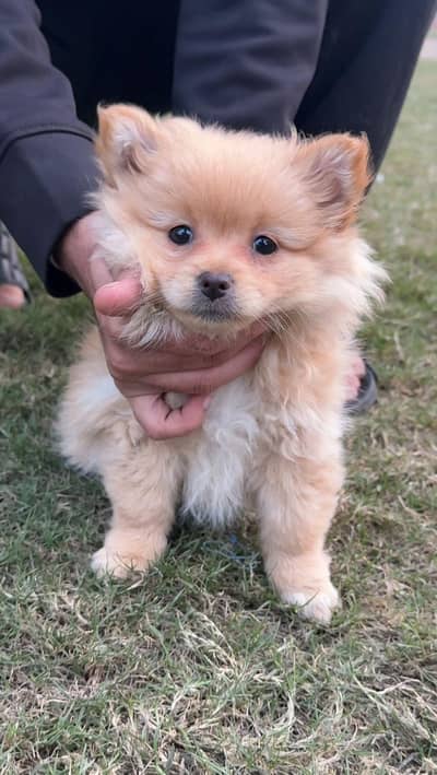 Pomeranian Teacup Female Puppy