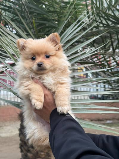 Pomeranian Teacup Female Puppy
