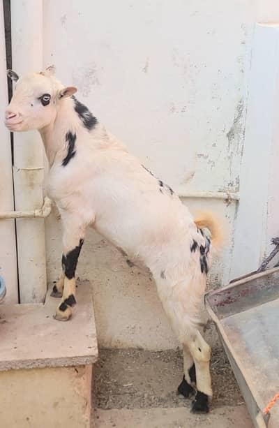 TOP QUALITY WHITE EYES ABLAK TEDDA