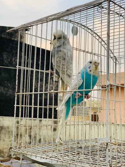 Exhibition pair for sale