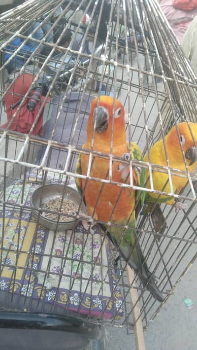 sunconure