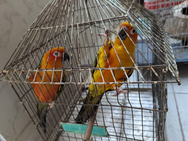 sunconure 1