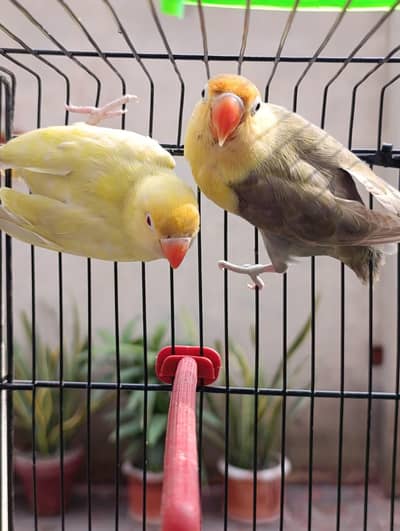 Cermino into Parblue