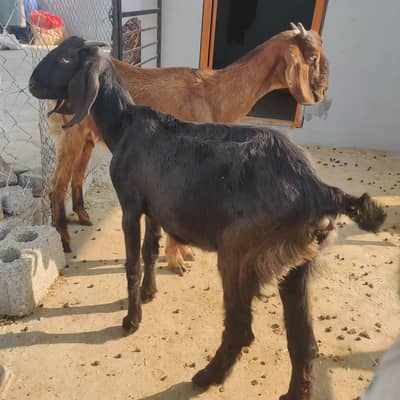 Bakri for sale / Goats for sale