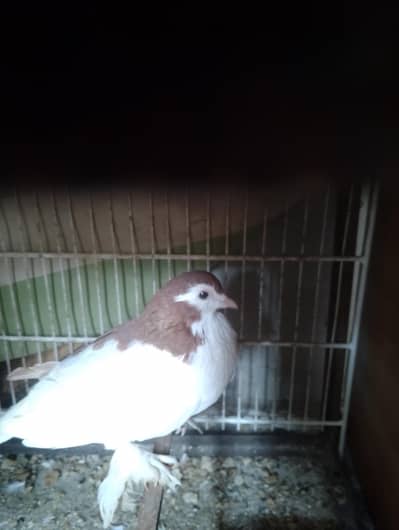 laka kabotar lakwa kabutar