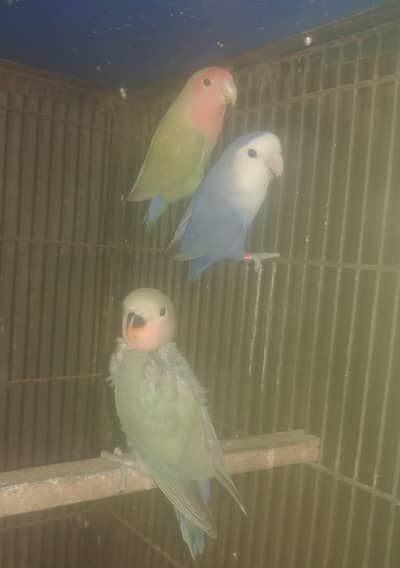 breeder pairs with eggs and 1self hick read ful ad 4detailse