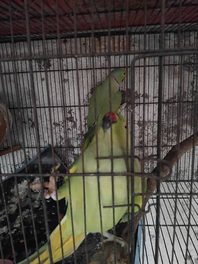 1 Pair Green parrots