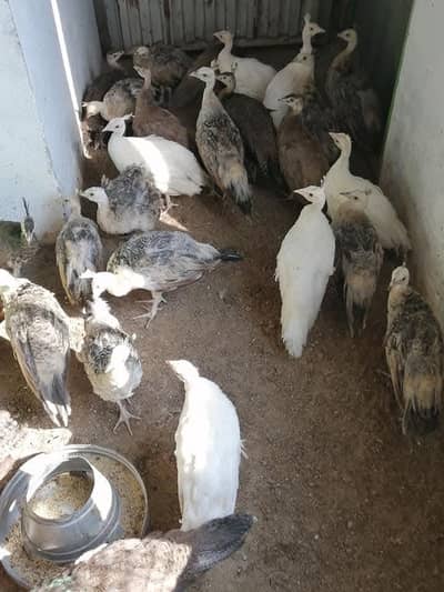 Green Java chicks for sale 03478614132 call whatsap