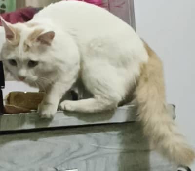 3 kittens  1 stude male