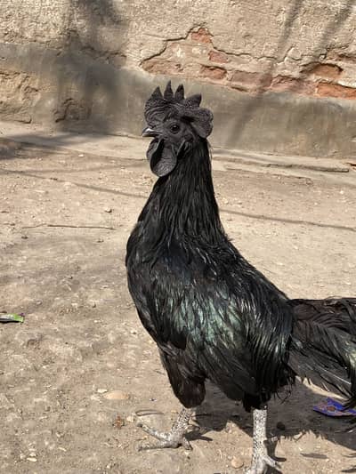 Bhai jis ko lyna ho wo coll kr lyn