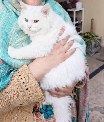 Persian Male Cat