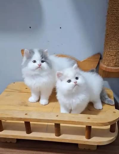 Persion cat 2month age My WhatsApp number 03400165593 for sale