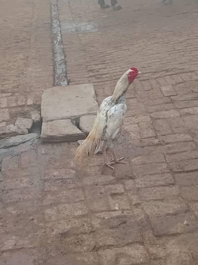 aseel pathay for sale