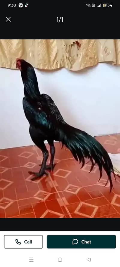 breed aseel heera my WhatsApp number 03410473472