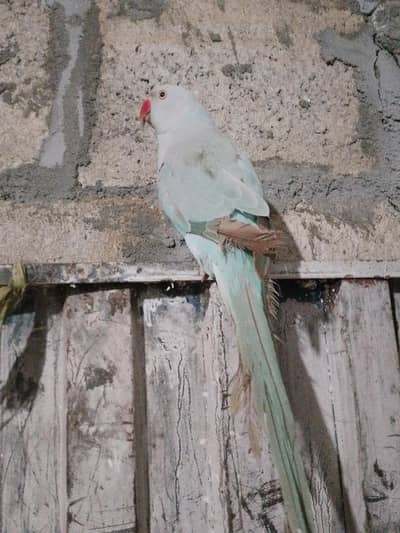 Ringneck parrot for sale