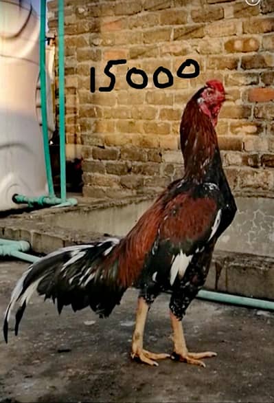 Aseel Pair (0315). (0059632)