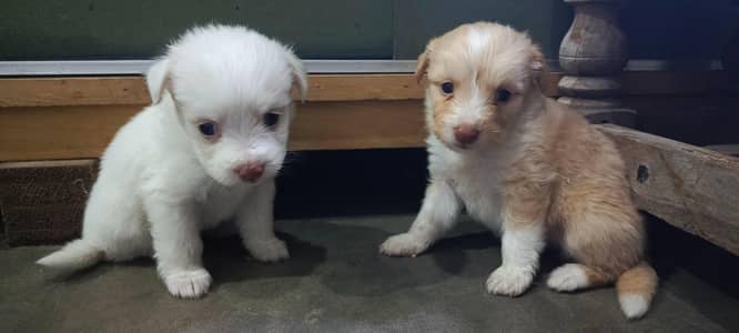Puppies For Sale
