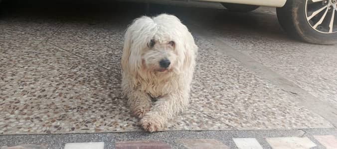 Coton de tulear for sale