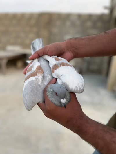 Ghagra Gandedar Male pigeon kabutar kabotar