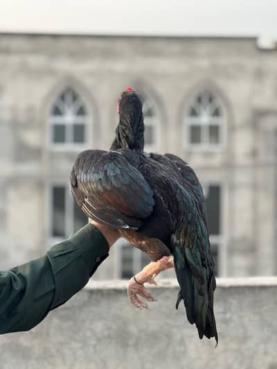 Aseel murga mushka pair