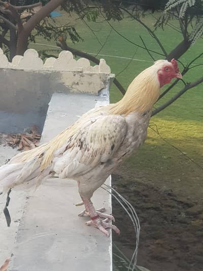 aseell morga available