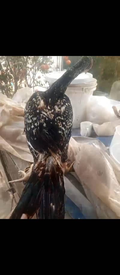 aseel parrot beak cross shamo chiks pair