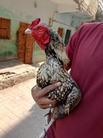 high quality shajra murga 03711036880