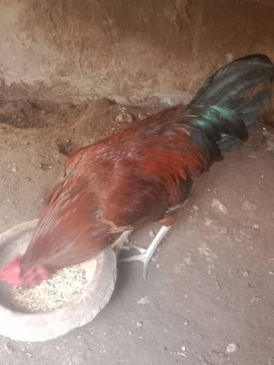 murga . contact no 03330031118 . or . 03184652688.