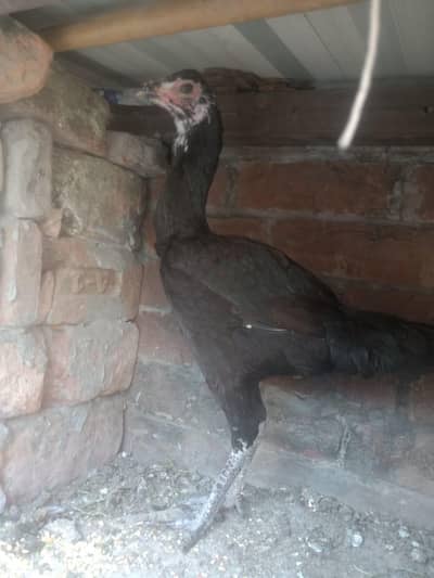 breeding hen 0326419559