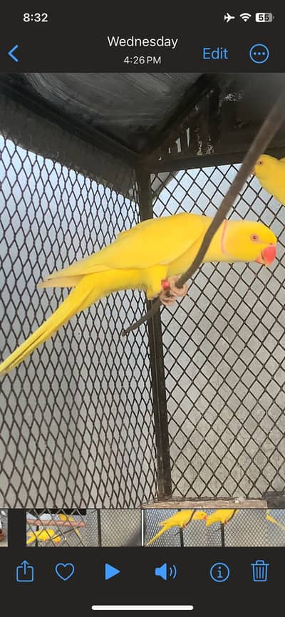 Yellow ring neck parrots pair (Holland)