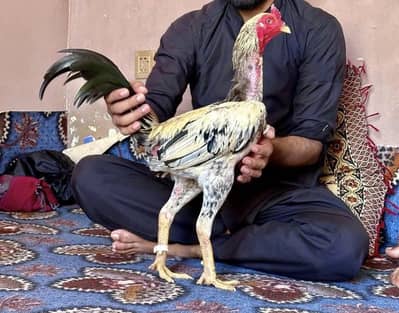 Pure burmi Back footer pathiya females chicks