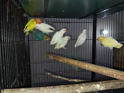 red eyes cleaning okay chick love bird for sale