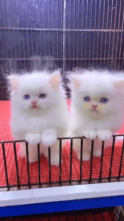 Persian cat available my WhatsApp 0342. . 2674. . 914