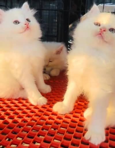 Quality Persian Punch Face Cats & Kittens 03094016734 WhatsApp