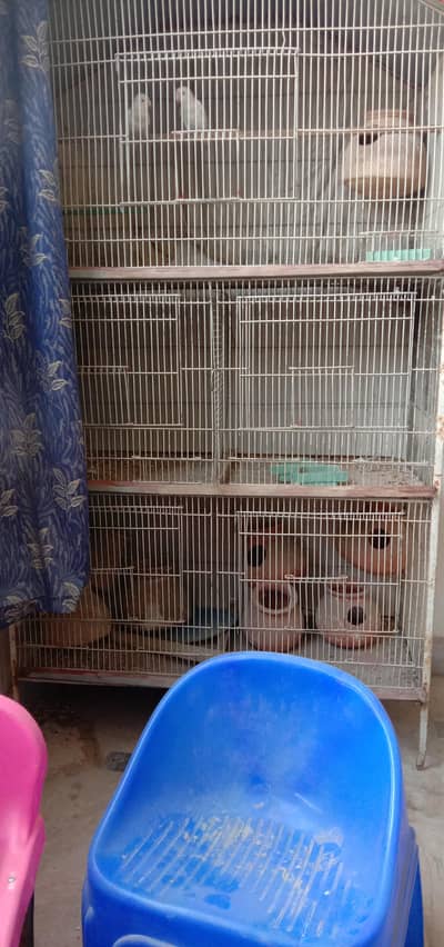 5 portion cage with albino pair