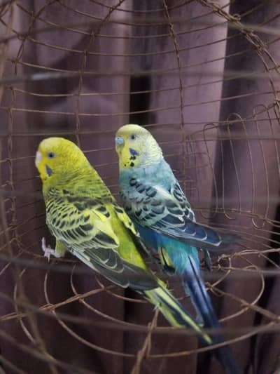 parrrot for sale contact on 03338759822