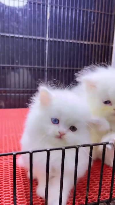 Persian cat available my WhatsApp 0342. . . 2674. . 914