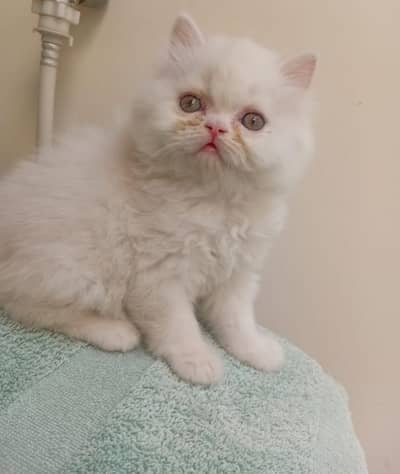 pure white persian female