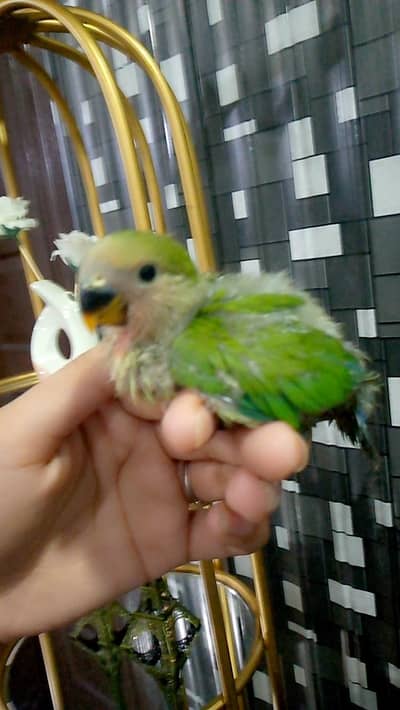 lovebird chicks budgies Chicks