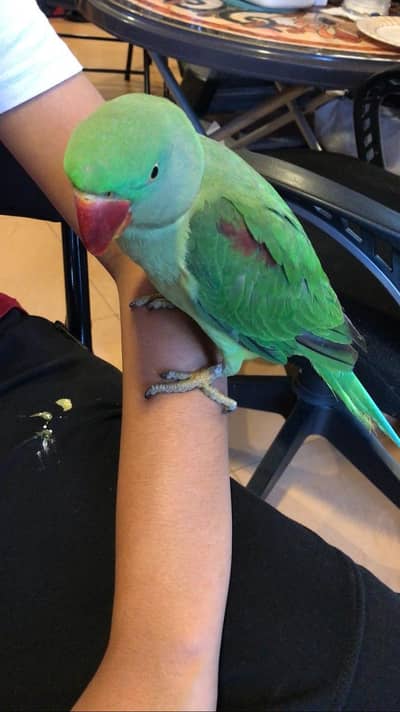 Pahari Parrot / Hand Tamed