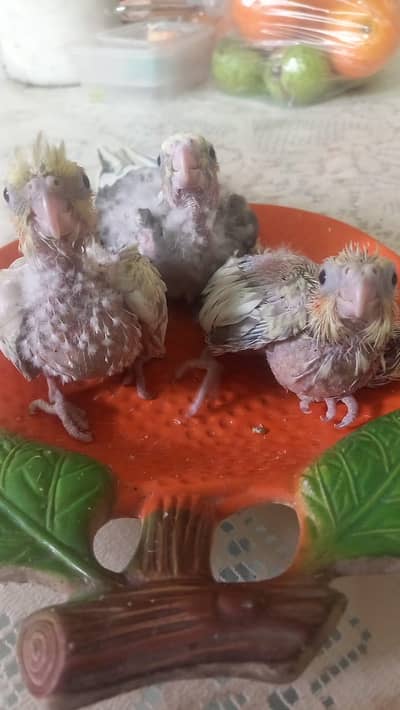Cockatiel chick for hand taming