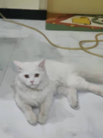 Percian cat is up for sale white colour