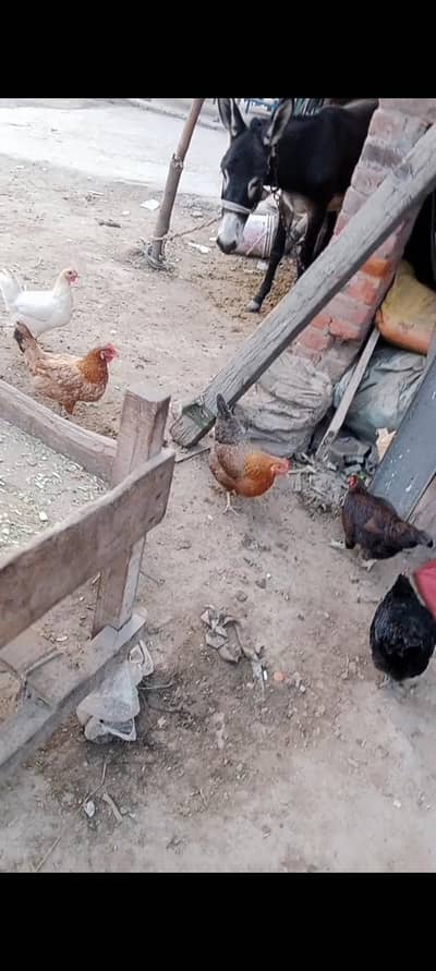 Ghar Ki Azad pli howi Hai Natural khurak se