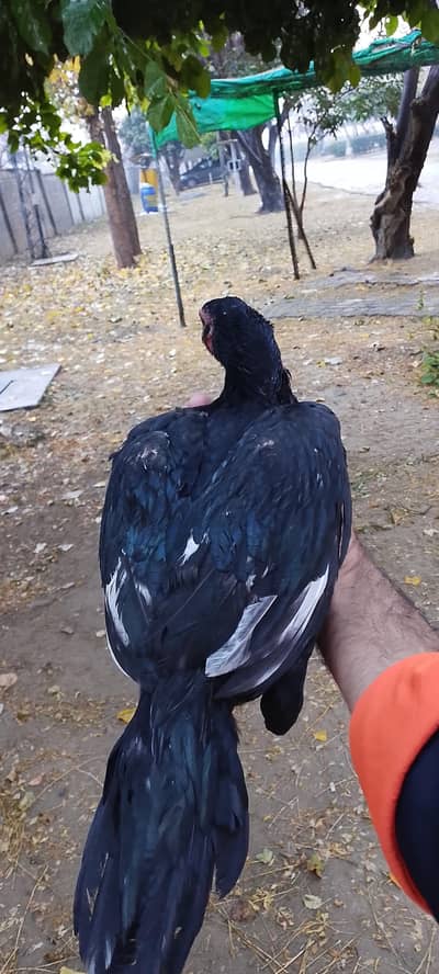 mianwali aseel patha