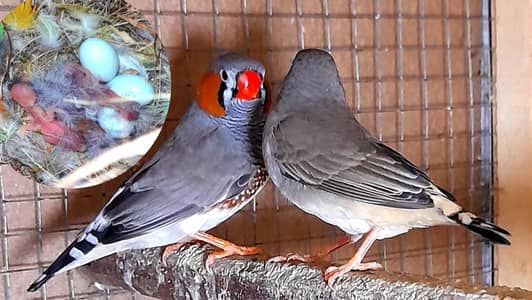 Exhibition zebra Wid eggs or chicks urgently sale 03222088869