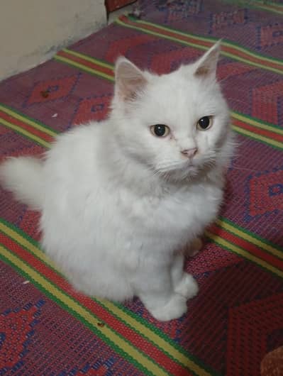 Persian cat white colour
