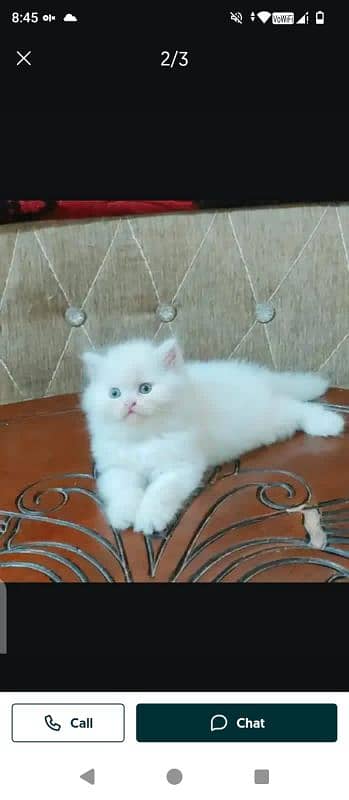 impression card for sales male female vaccine clear 0340=14=20=834=