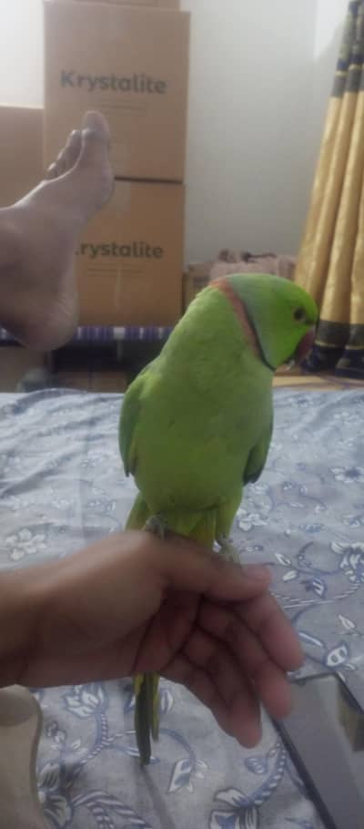 ringneck parrot