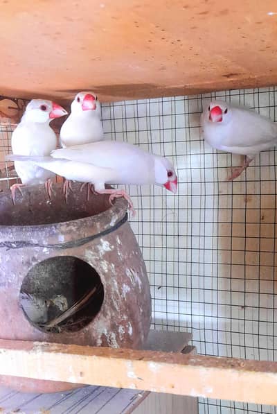 Opal Java 2 breeder pair 1 cover chick pair again laying eggs