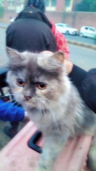 Persian cat sale